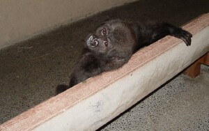 Bangori Baby Western Lowland Gorilla